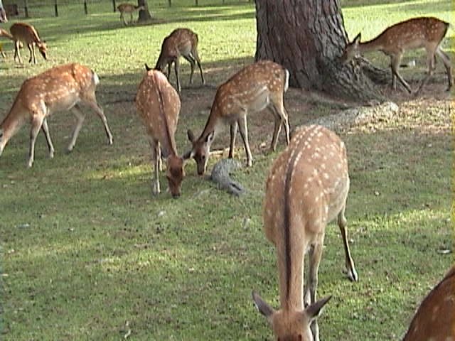 Nara Deer Park